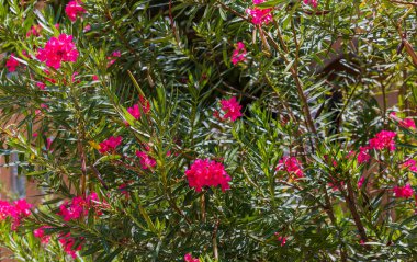 Zakkum çiçekli güzel tropikal bitkinin yakın görüntüsü. Aruba.
