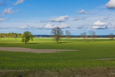 Güzel doğa manzara manzarası. Kabarık beyaz bulutlarla kaplı mavi gökyüzünde yeşil alanlar. İsveç. Avrupa 