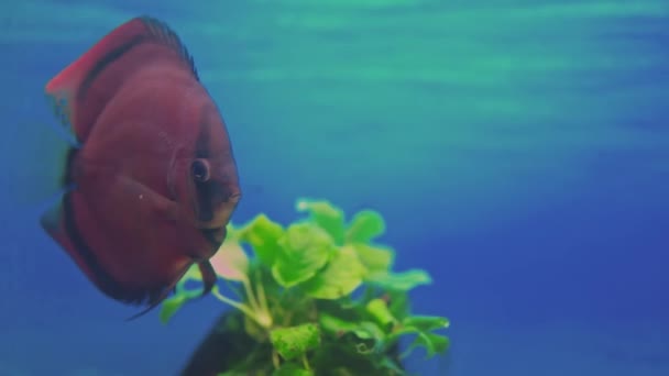 Prachtig Uitzicht Red Cover Discus Vissen Zwemmen Het Aquarium Zweden — Stockvideo