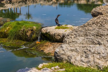 Aruba adasındaki güzel nehir manzarası taşların üzerinde oturan siyah tropikal kuşla. 