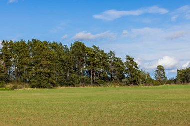 Beautiful view of rural landscape with fields of wheat and rye edge of pine forest. Sweden.