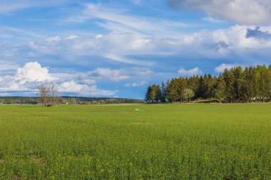 Beautiful view of rural landscape with fields of peas.  Sweden.