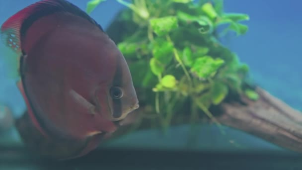 Beautiful View Gorgeous Red Cover Discus Aquarium Fish Sweden — Vídeo de Stock