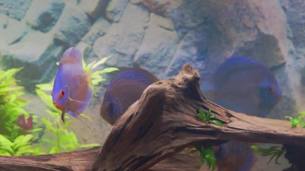 美丽的圆饼水族馆鱼的美景 — 图库视频影像