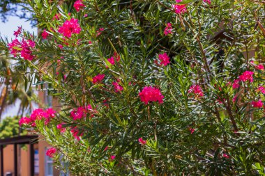 Close up view of beautiful tropical tree with oleander flowers. Aruba.