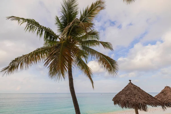 Beautiful view of beach with white sand, palm trees and sun umbrellas against backdrop of Atlantic Ocean. Aruba island.