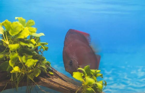 View of Red Cover Discus fish swimming in aquarium. Sweden.