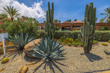 Otel arka planında yol kenarındaki yeşil tropikal bitki ve ağaçların güzel manzarası. Aruba. 