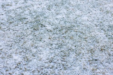 Beautiful view of green lawn in garden under snow on frosty winter spring day. Sweden.