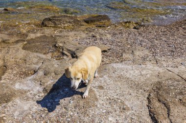 Close up view of cute dog on rocky coastline.