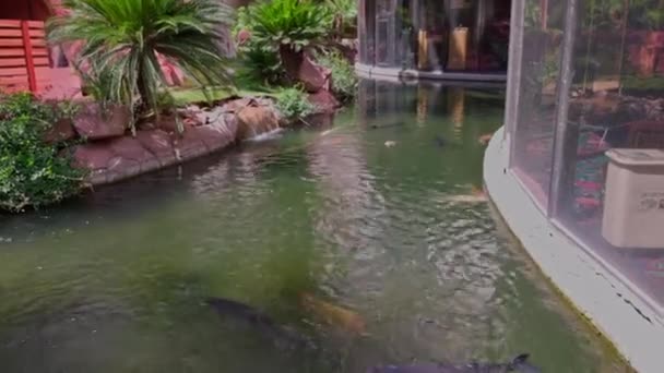 一群群五彩斑斓的乌贼和池塘里的大鲤鱼的美丽景色 — 图库视频影像