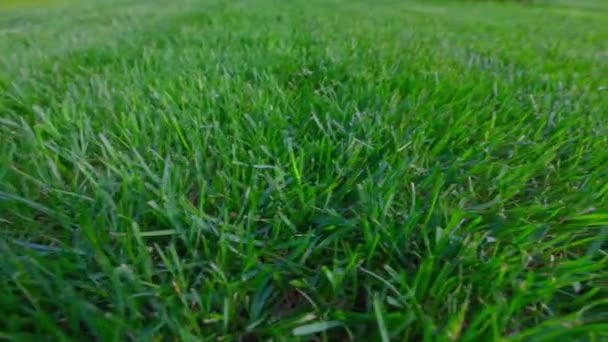 Close View Lawn Green Grass Private Garden Sweden — Stok video