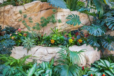 Close up view of design garden tropical colorful blooming flowers among big stones. Las Vegas. USA