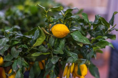 Close-up view of citrus plant with yellow fruit. Home decoration concept. 