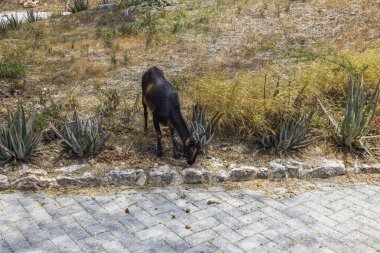 Close-up view of cute wild animal. Arikok National Park of Aruba.