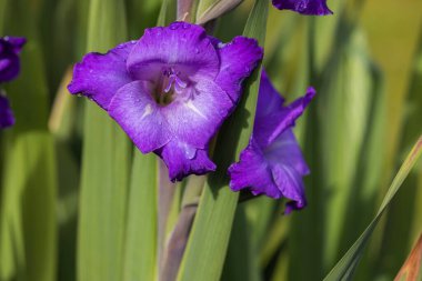 Yeşil yapraklara izole edilmiş mor gladyatör çiçeğinin muhteşem manzarası. Yağmur damlaları da var..