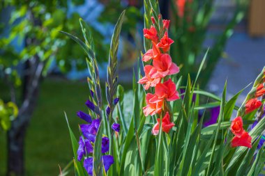 Güneşli yaz gününde kırmızı ve mor gladiolus çiçekleriyle muhteşem bahçe manzarası..