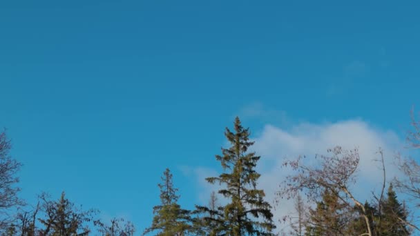 View Blue Sky White Clouds Tops Forest Trees Spring Day — Stock Video