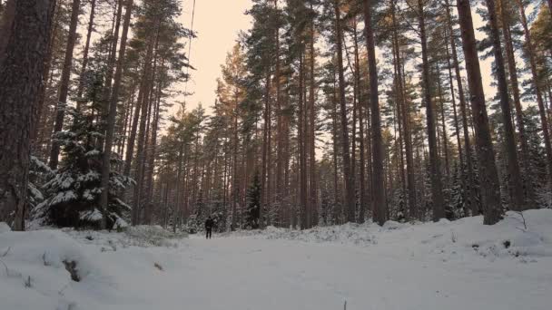 Bela Vista Homem Correndo Esquis Plástico Clássicos Pista Esqui Floresta — Vídeo de Stock