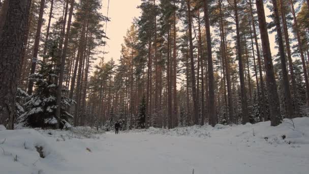 Ağır Çekim Kış Ormanlarında Kayak Pistinde Klasik Plastik Kayaklar Üzerinde — Stok video