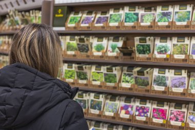 Tohum ekmek için tohum seçen kadın manzarası. Bahçe işleri konsepti. İsveç.