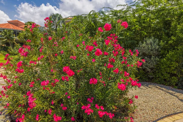 Krásný Výhled Tropickou Rostlinu Oleandrově Červenými Květy Keřů Aruba — Stock fotografie