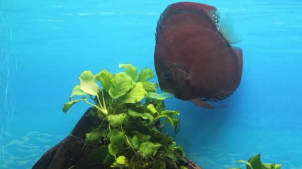 Widok Bliska Red Cover Discus Ryb Pływających Akwarium Szwecja — Wideo stockowe