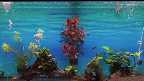 美丽的家庭淡水水族馆景观与天使鱼和其他鱼类 — 图库视频影像