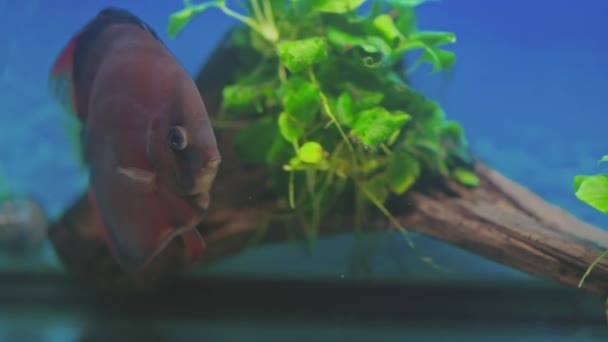 在水族馆里游泳的红色盖板鱼的美丽景色 — 图库视频影像