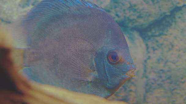 水族館で泳ぐ青いダイヤモンドディスク魚のマクロビュー スウェーデン — ストック動画