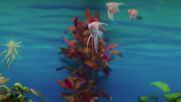 有天使鱼的家庭淡水水族馆美景 — 图库视频影像
