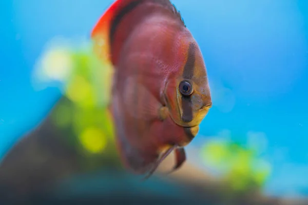 水族館での紅カバーディスク魚の水泳の美しい景色 スウェーデン — ストック写真