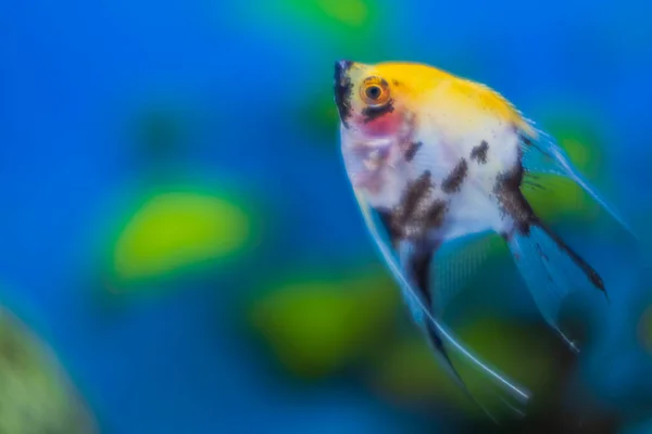 Vista Perto Aquário Com Angelfish Colorido — Fotografia de Stock