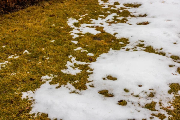 Bahçedeki Bahar Çimlerinin Yakın Görüntüsü Erimiş Kar Artıklarıyla — Stok fotoğraf