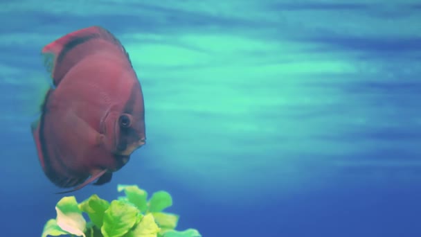 Close View Red Cover Discus Fish Swimming Aquarium Sweden — Vídeos de Stock