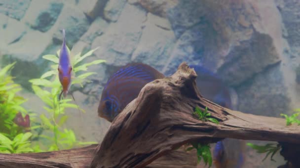 Beautiful View Blue Diamond Discus Fish Cichlid Swimming Aquarium Sweden — Vídeos de Stock