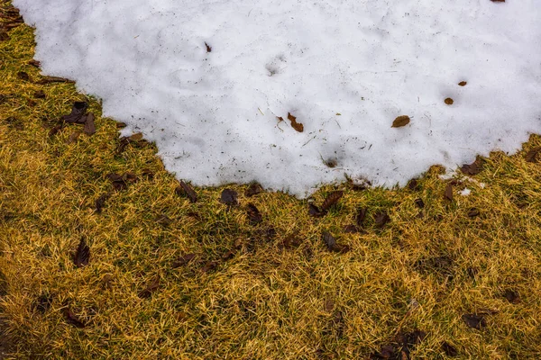 Piękny Widok Wiosny Pozostałości Stopionego Śniegu Żółtym Trawniku Ogrodzie — Zdjęcie stockowe