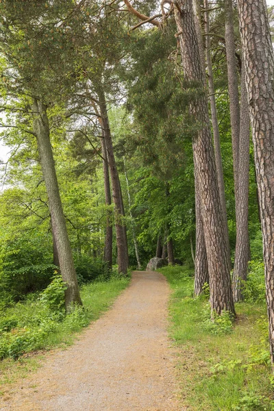 stock image Beautiful view of pedestrian road in summer forest. Sweden.