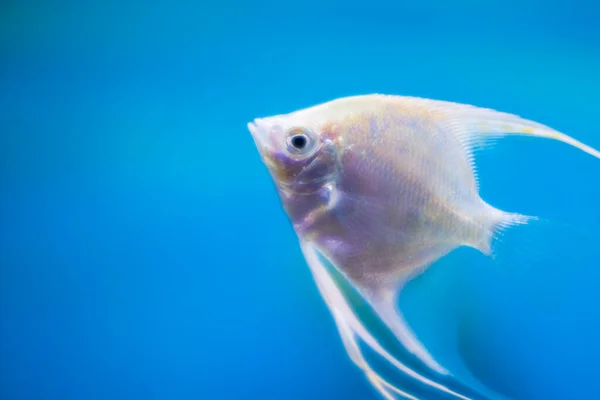 Macro View Home Freshwater Aquarium White Angelfish — Stock Photo, Image