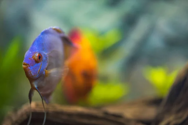 Makroaufnahme Von Blauen Diamant Diskusfischen Die Aquarium Schwimmen Tropische Fische — Stockfoto