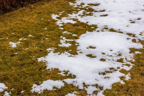 Spring view of remains of melted snow on yellow lawn in garden.