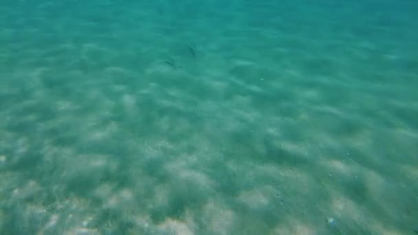 Magnífica Vista Del Mundo Submarino Del Mar Mediterráneo Mientras Bucea — Vídeo de stock