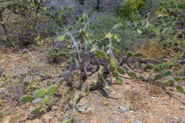 Kaktüs ve diğer birkaç bitkinin kuru kumlu zemindeki yakın görüntüsü. Aruba. 