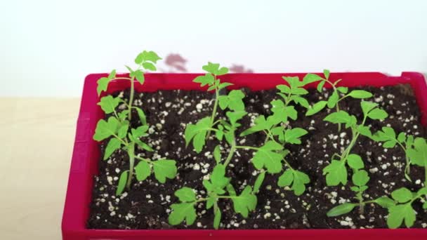 温室内での植え付けのためのトマトの種の発芽のクローズアップビュー — ストック動画