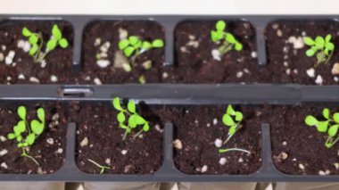 Plastik bardaklarda çiçek tohumu filizlenmesinin görüntüsü. İsveç.