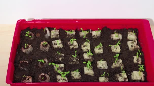 Maydanoz Tohumlarının Kaya Yünü Küplerinden Filizlenmesinin Görüntüsü Sveç — Stok video