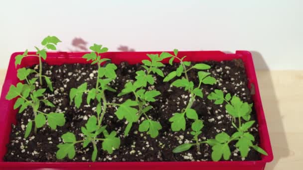 Widok Kiełkowania Nasion Pomidorów Sadzenia Szklarni — Wideo stockowe