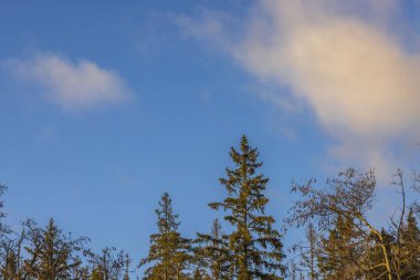 Çam ağaçlarının tepesinde beyaz bulutlar olan muhteşem mavi gökyüzü manzarası. İsveç.