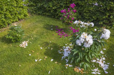 Bahçenin yeşil çimlerine düşmüş pembe ve beyaz şakayık yapraklarının manzarası. 