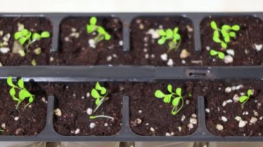 Plastik bardaklardaki çiçek tohumlarının filizlenmesine yakından bakın. İsveç.